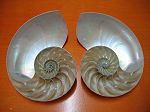 Nautilus pompilius  coup� en 2